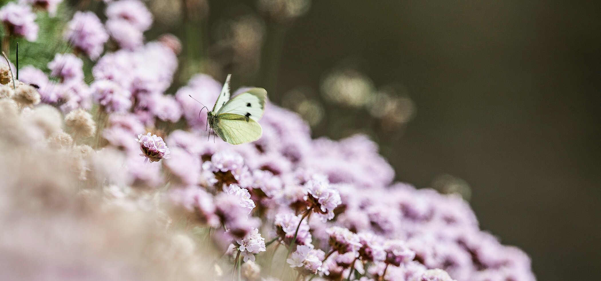 Schmetterling auf Blüten