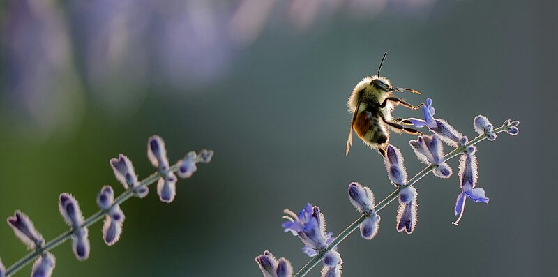 bee on lavender branch