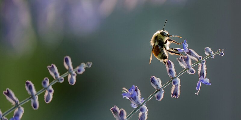 Biene auf Lavendel